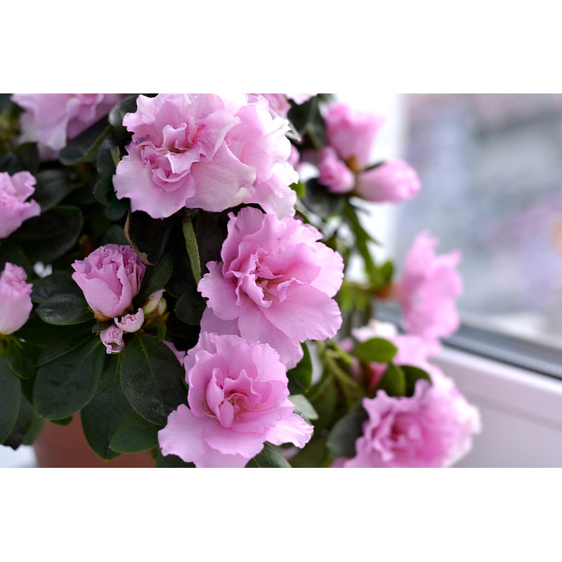 Azalea Flowers - Photographie sur toile tendue, H 12 po x l 18 po