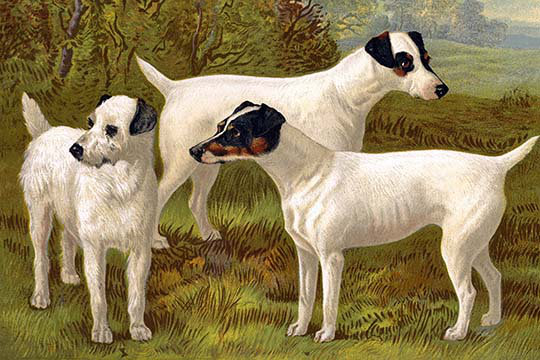 Fox terriers de vero shaw-impression, H 24 po x l 36 po x P 1,5 po