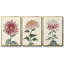 Antique Turpin Botanical VII - Ensemble de 3 reproductions de photos sur toile-97759593-97759590