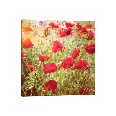 Poppy Field - Wrapped Canvas Print