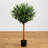 Olive Topiary Tree