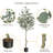 Eucalyptus Tree Artificial With Silver Dollar Leaves
