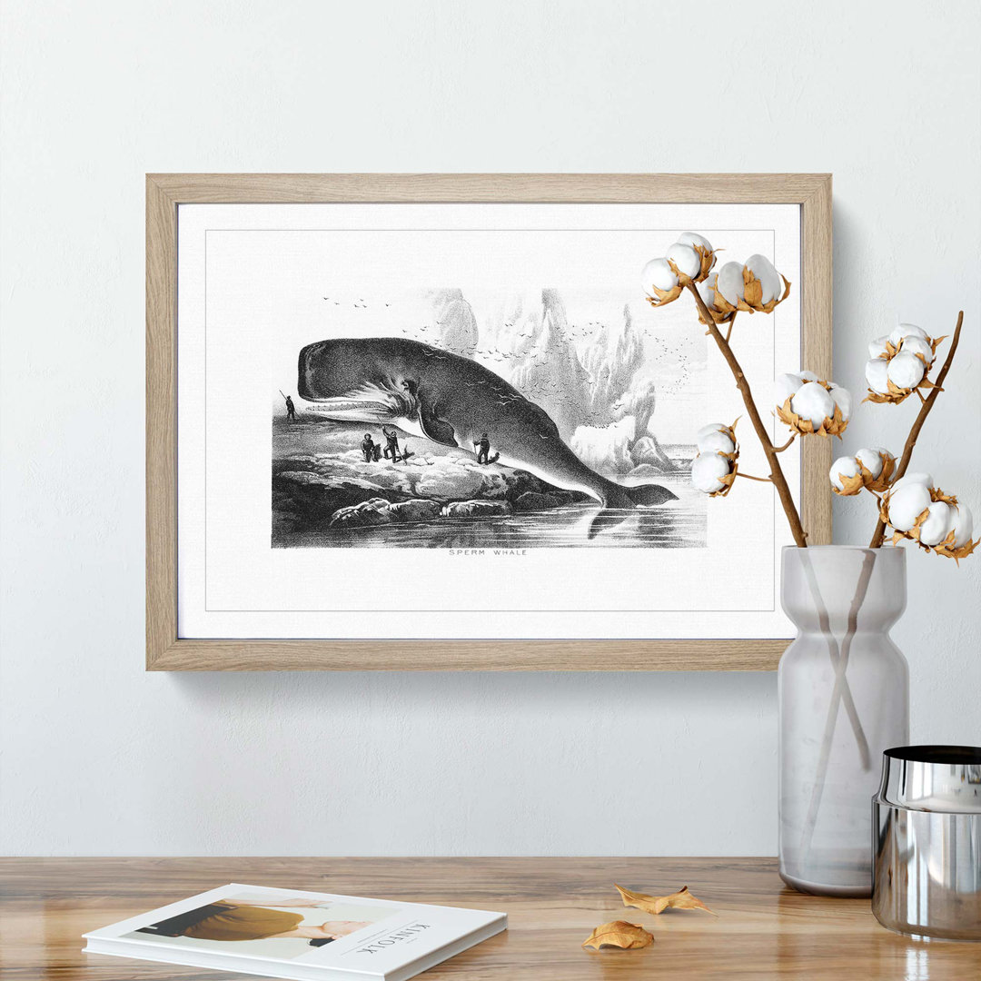 Hunted Sperm Whale by John Karst - Framed Print