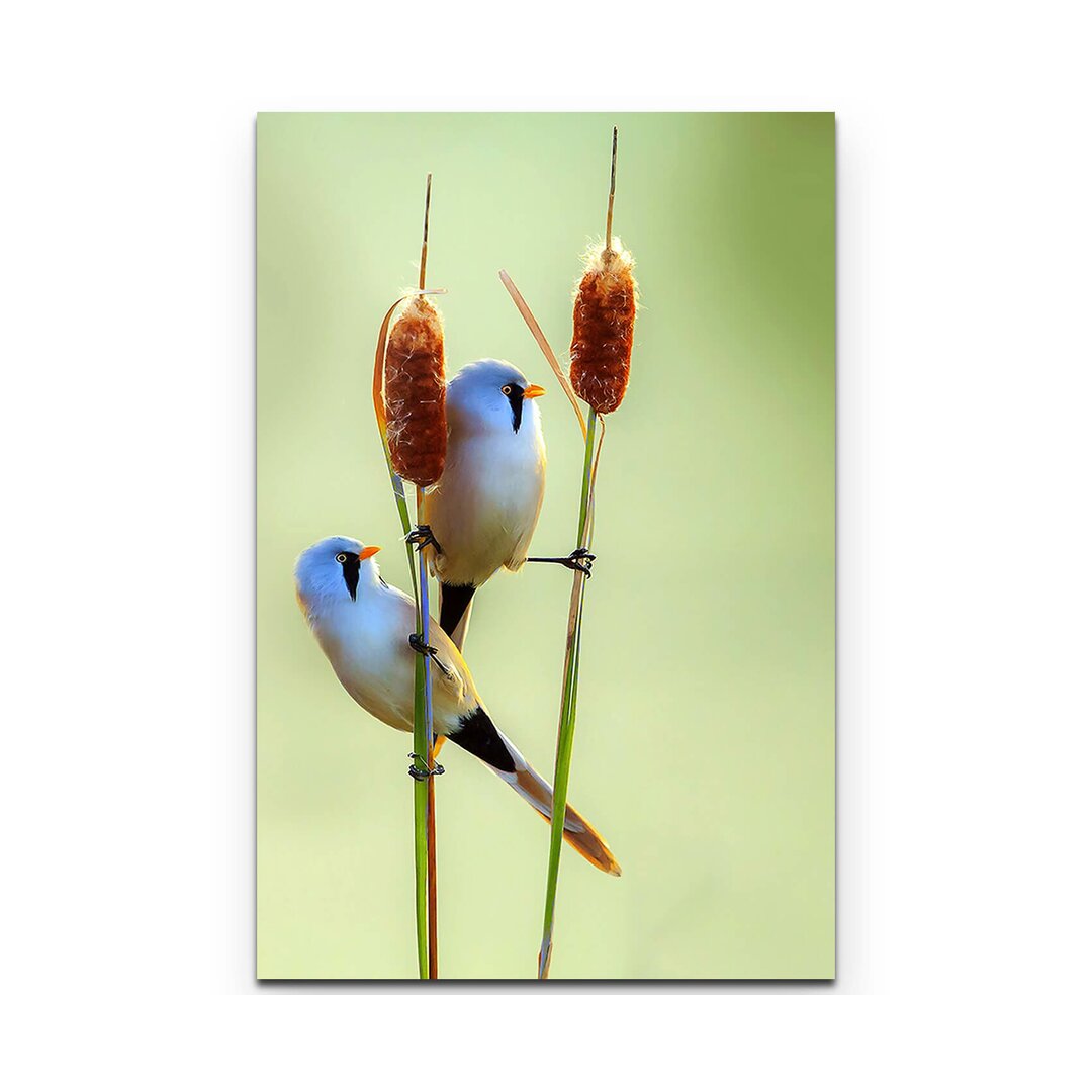 Leinwandbild Bearded Reedling