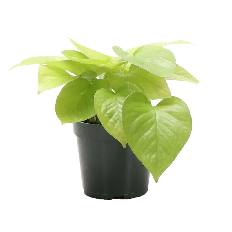 Live Neon Pothos Plant