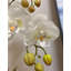 Composition d'assortiment mixte-572594531