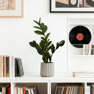 20 po de hauteur plante artificielle Zz en pot de ciment gris, plante décorative d'intérieur avec effet de verdure