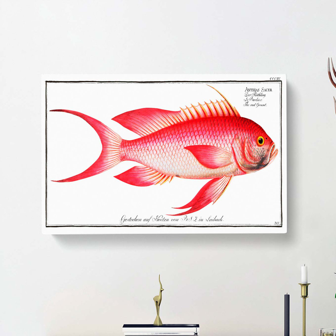 Leinwandbild Red Grunt Fish von M.E. Bloch