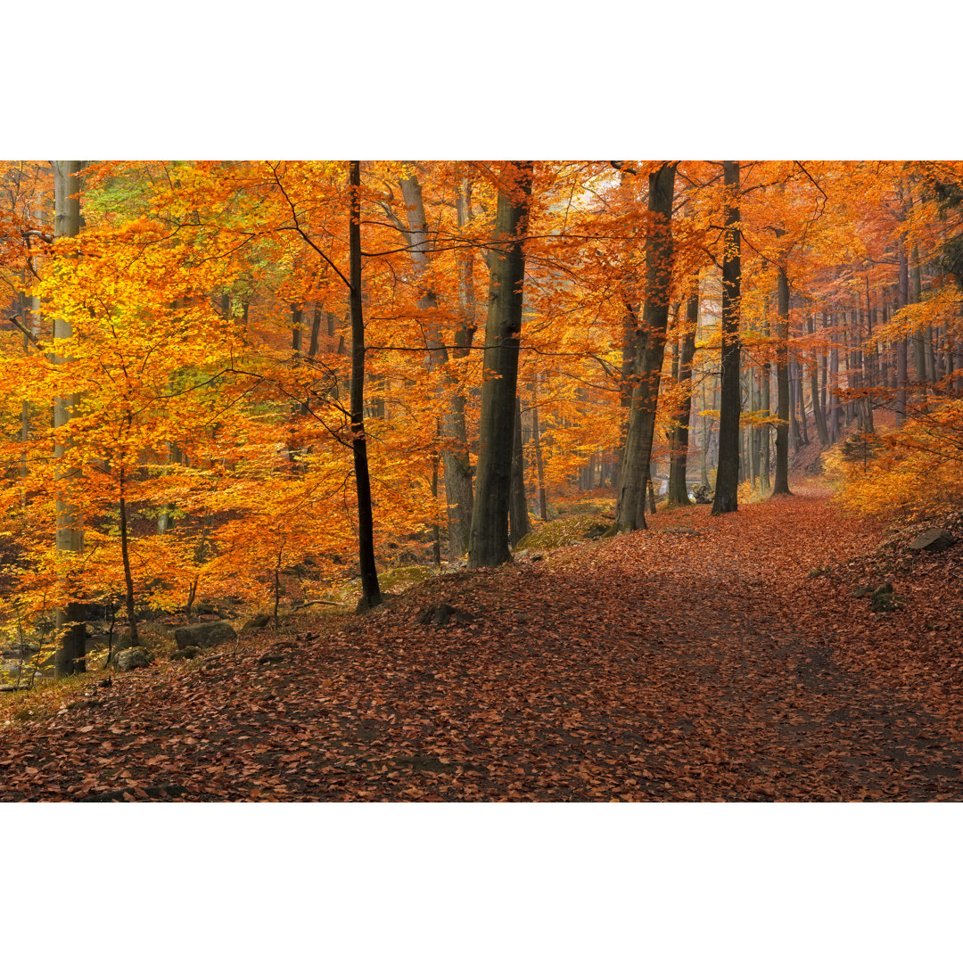 Nationalpark Harz von DieterMeyrl - Drucken