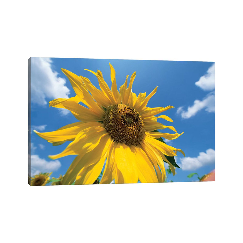 Common Sunflower With Blue Sky And Clouds I by Konrad Wothe - Wrapped Canvas Print, 66.04 cm H x 45.72 cm W