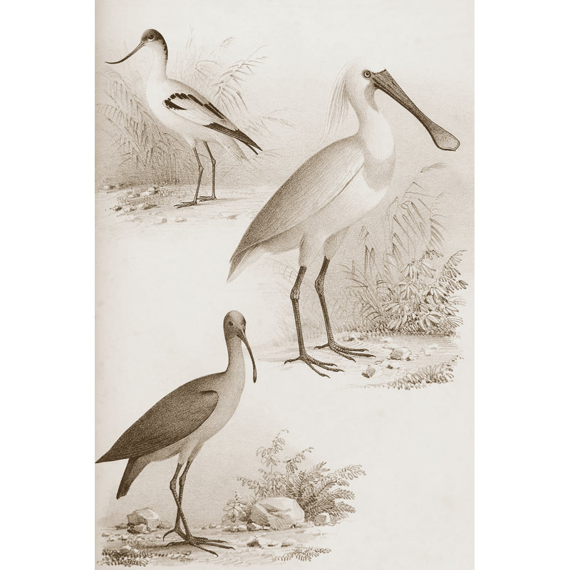 Sepia Water Birds II - Wrapped Canvas Print, 76cm H x 51cm W