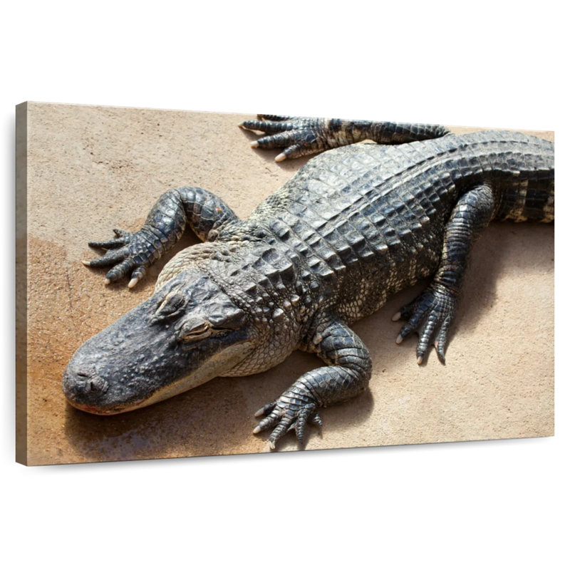 Alligator, 32" H x 48" W