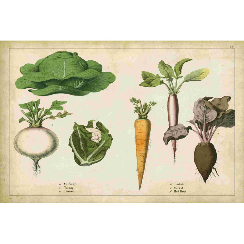 Légumes et racines de cuisine I, H 12 po x l 18 po