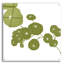 «Pilea» par Trish Sierer-1772939359