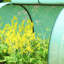Outsunny PE Tunnel Greenhouse with Steel Frame 395 x 100 x 80cm Green