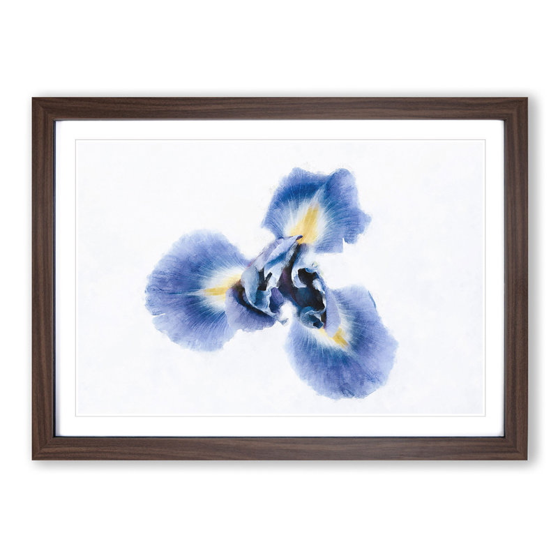An Iris Flower In Blue - Picture Frame Painting Print, Walnut, 45cm H x 63cm W x 2cm D