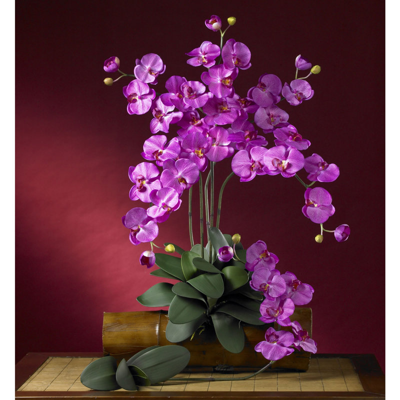 Tiges d'orchidées phalaenopsis, Rose