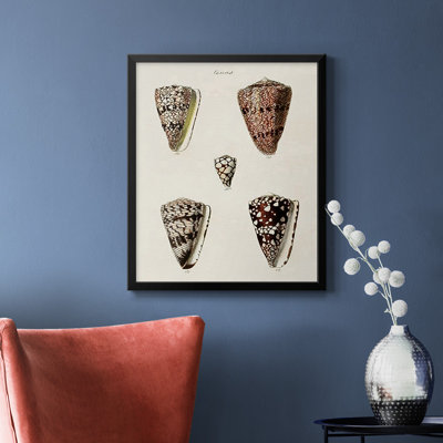 Cone Shell Collection III Premium Framed Canvas - Ready to Hang