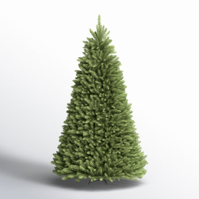 Dunhill Fir Fir Tree