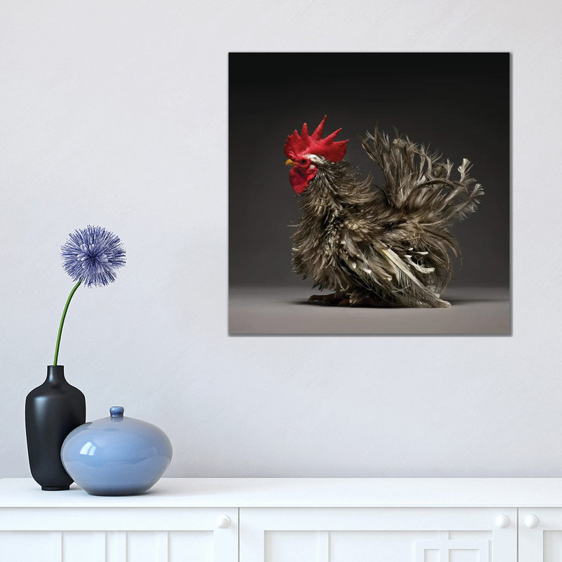 Frizzle Chabo - Wrapped Canvas Print, 45.72 cm H x 45.72 cm W x 3.175 cm D