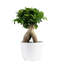 Bonsai Plant in Planter