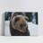 Grizzly Bear on Snow-920480013