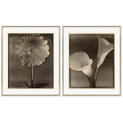 Sepia Flowers 5 Print