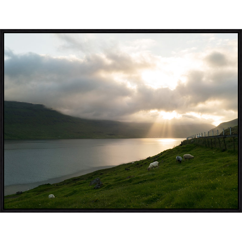 Sheep (Faroe Islands) Painting by Tommy Kwak