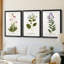 Nature Printed Botanicals V - reproduction sur mesure encadrée de qualité supérieure - 3 pièces-506778561-506778560