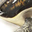 Pelham Sea Turtle Figurine-1847762581