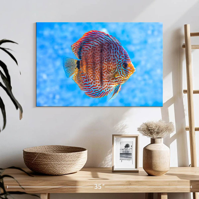 Brampt Freshwater Discus Fish, 16" H x 24" W