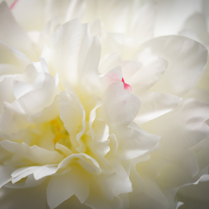 34 po pivoine blanche crème; crème