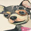 « chihuahua gros plan », impression