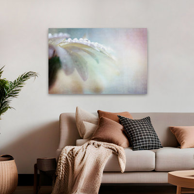 Plantes, fleurs, paysage, nature, marguerites