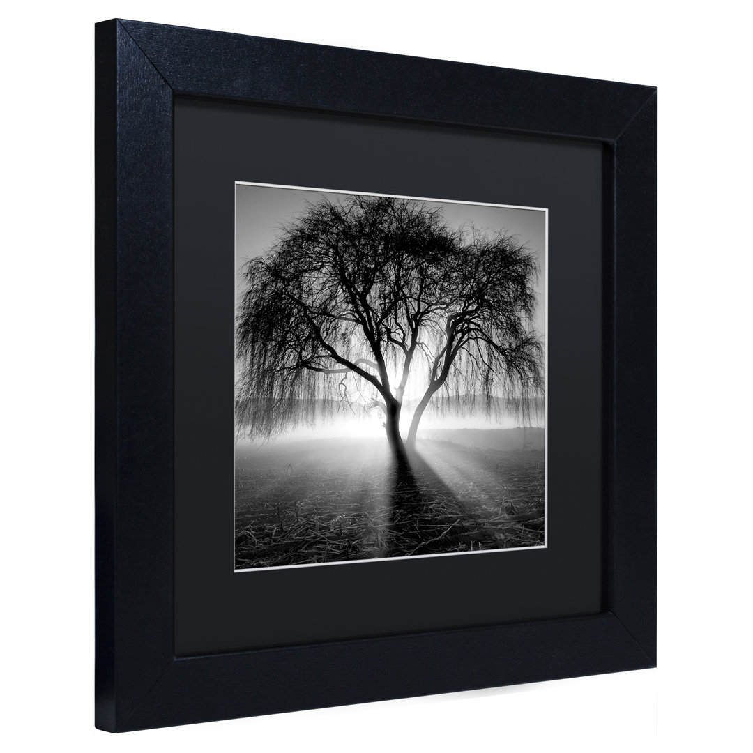 "Lightning Tree I" by Moises Levy Framed Photographic Print Ebern Designs 