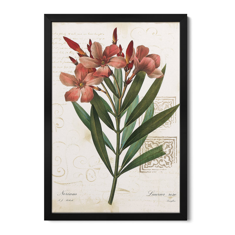 Laurier Rose - reproduction d'art murale - affiche de galerie, H 24 po x l 16 po