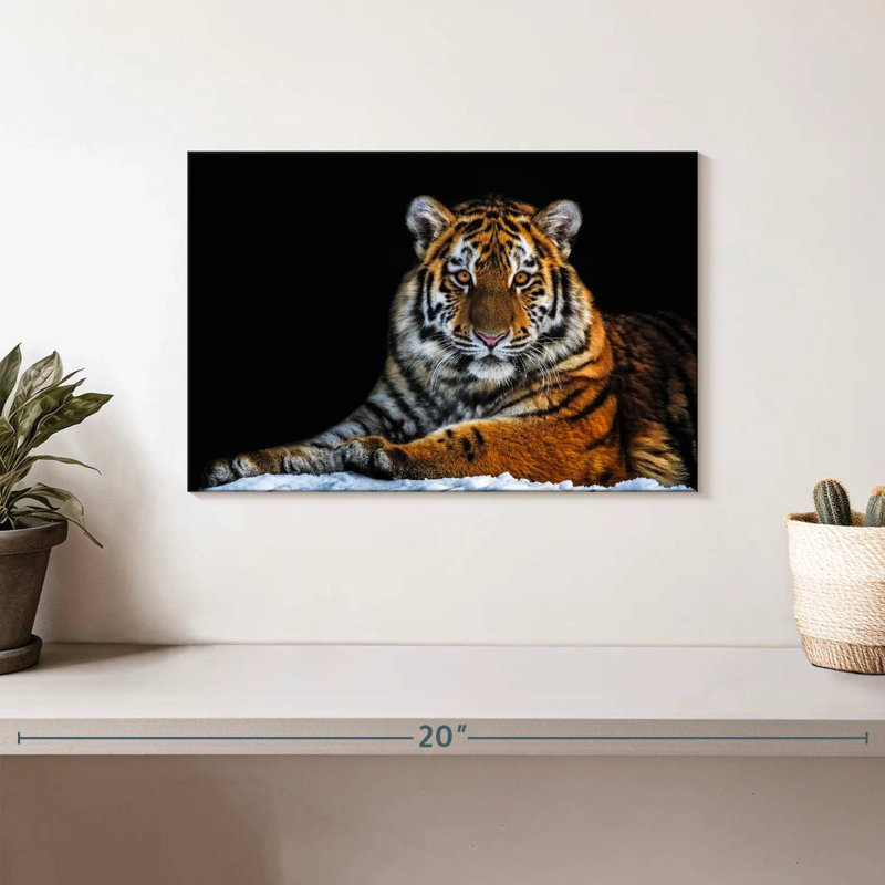 Tigre instantané, H 8 po x l 12 po