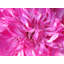 Second Peony Print by Drew Gaffney-65852677-132458381