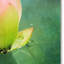 Vidur «Hummingbird and the Lotus Flower», impression sur toile tendue-22076740
