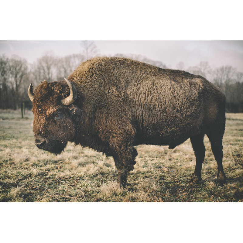 «Solitaire Bison IV» par Adam Mead - Photographie sur toile tendue, H 12 po x l 18 po x P 1,25 po