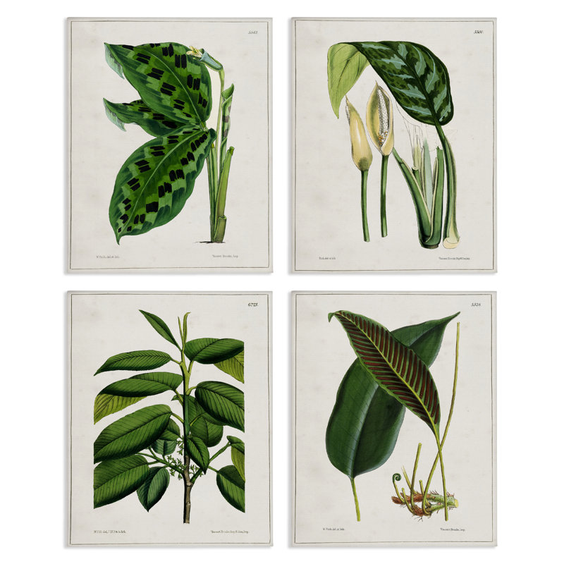  Tropical Plant Latin Studies 4 PC Canvas Wall Art Set by Tina Higgins Designs, Inc., H 14 po x l 11 po