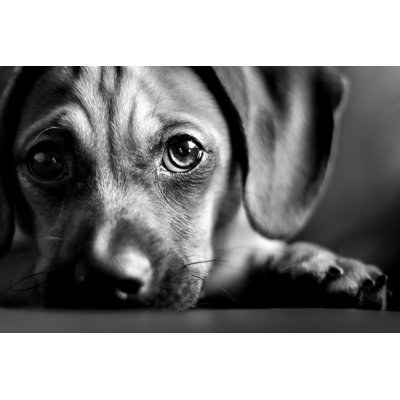 " Puppy Eyes " by Epatrician