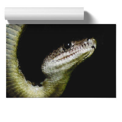 Boa Constrictor Snake - Unframed Photograph