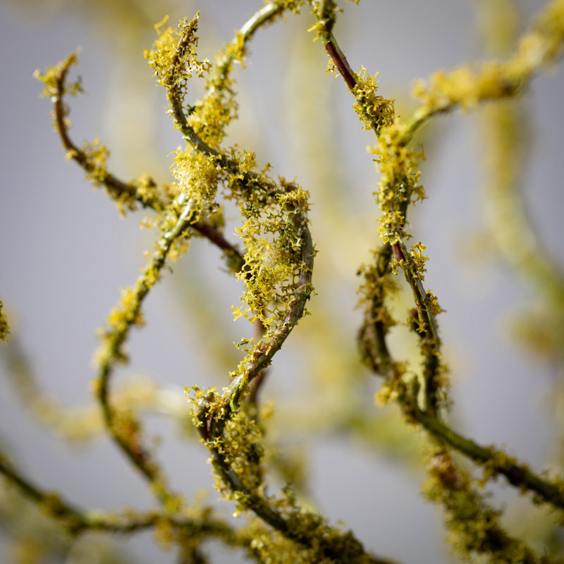 Twig Stem