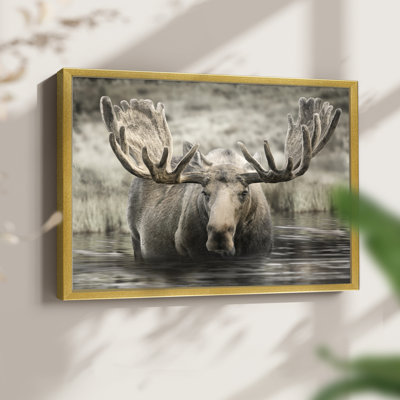 Moose Hot Springs - reproduction encadrée - réarmable