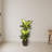 Golden Dieffenbachia Silk Plant with Decorative Planter
