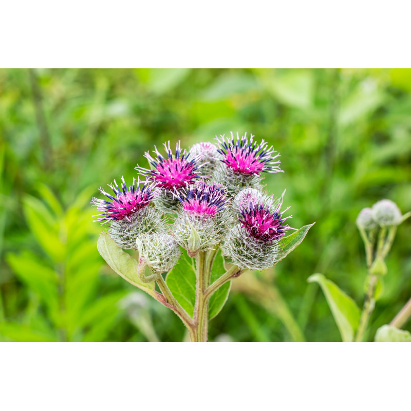 Grebasch Purple Flowers - Wrapped Canvas Print, 30cm H x 46cm W x 3.8cm D