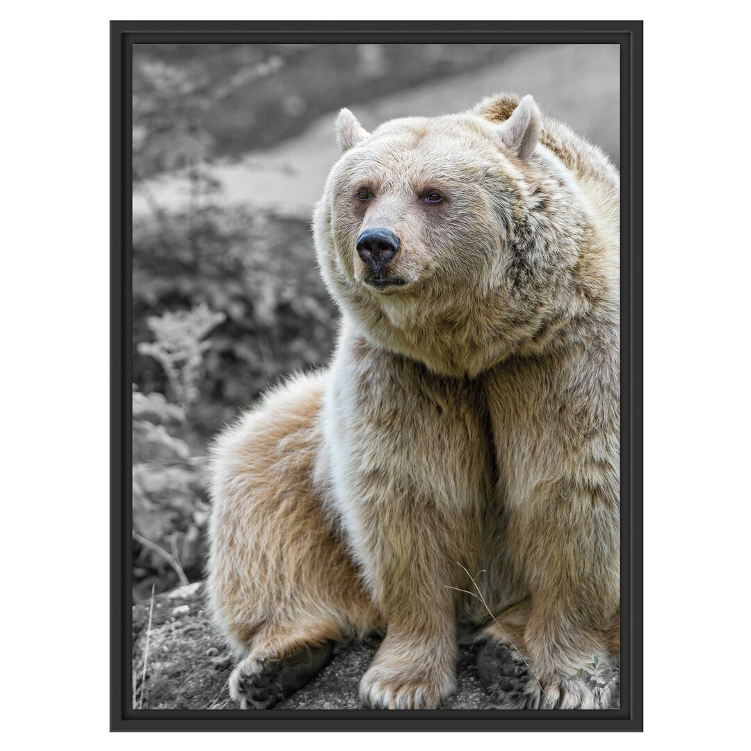 Gerahmtes Wandbild Grizzlybär Bär auf Stein