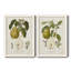 " Pears I " 2 - Pieces-237470327-237470325