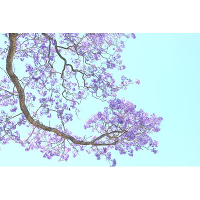 Silenus Silenus Jacaranda - Wrapped Canvas Print